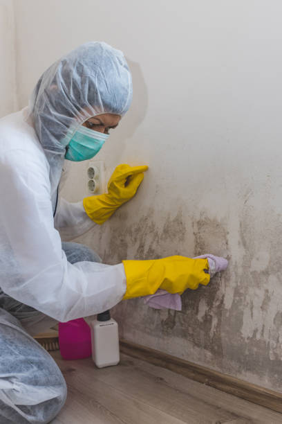 Best Mold Odor Removal Services  in Childersburg, AL