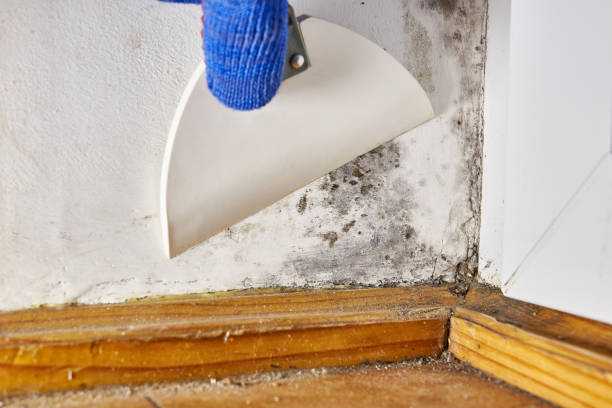 Best Post-Construction Mold Inspection  in Childersburg, AL