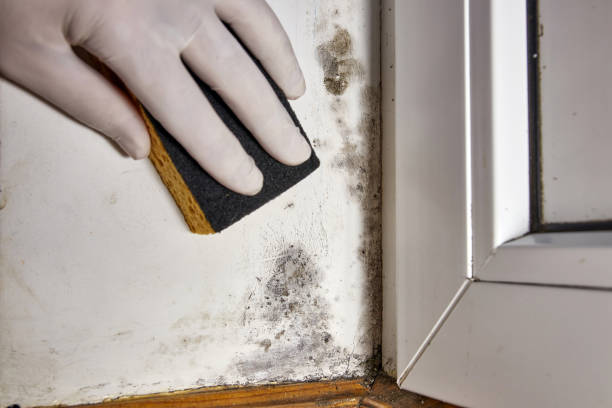 Best Dehumidification Services  in Childersburg, AL